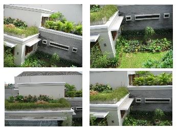 contoh rumah  taman atap   hijau