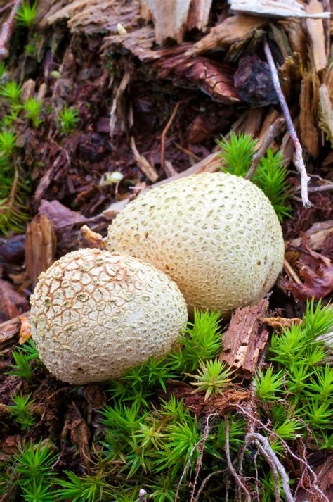 Foraging For Safe Edible Mushrooms