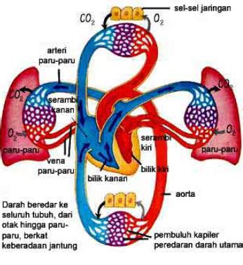 Struktur Dan Fungsi Sistem Peredaran Darah Pada Manusia