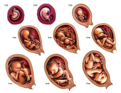 Stages Of Pregnancy Pregnancy Art Pregnancy Info Pregnancy Stages
