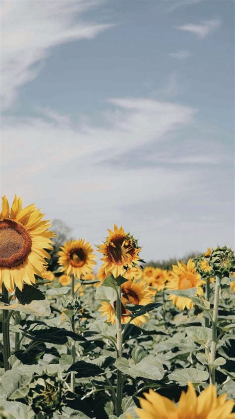 Excellent Sunflower Aesthetic Wallpaper Desktop You Can Use It At No