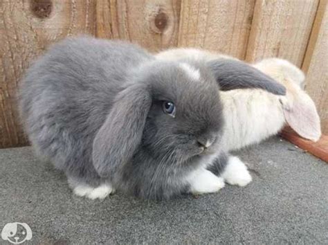 Male Grey Bunny In Nottingham On Freeads Classifieds Mini Lops