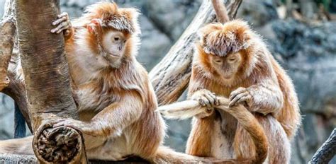 Primates Are Facing An Impending Extinction Crisis—but We Know Very