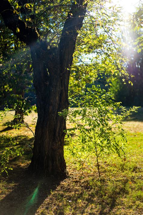 Free Images Tree Nature Forest Grass Branch Sunlight Leaf