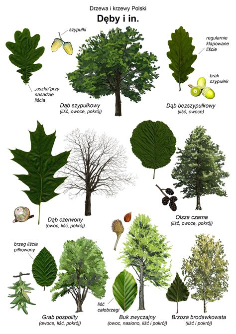 Lekcje W Przyrodzie Rozpoznajemy Drzewa