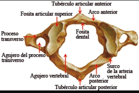 Is that vertebra is any of the small bones which make up the backbone while atlas is a bound collection of maps often including tables, illustrations or other text. primera vertebra cervical , alguien sabe - Brainly.lat