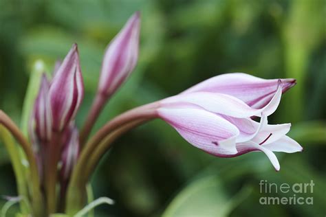 African River Lily Photograph By Neil Overy Fine Art America