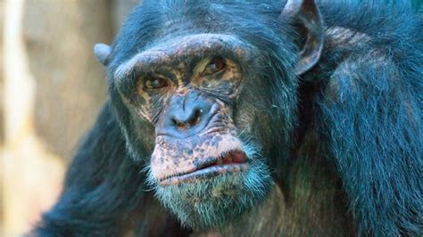 How Chimpanzees Bond Over A Movie Together Bbc News