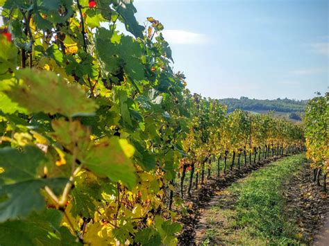 Tickets, tours, hours, address, franciacorta village reviews: vigneto_franciacorta - Franciacorta Tour