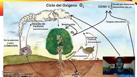 Biologia Ambiental Ciclo Biogeoquímico Del Oxigeno Youtube