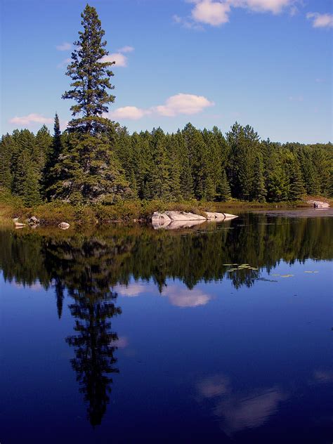 Free Photo Nature Lake Pine Reflection Water Hippopx
