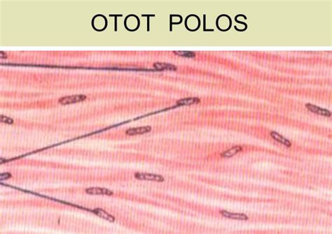Tipe Struktur Dan Anatomi Otot Polos Penjelasan Lengkap