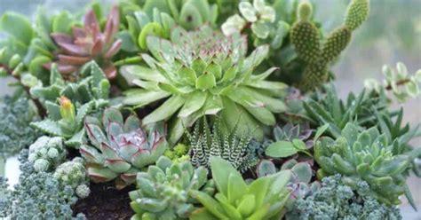 I think it is interesting that there are 2,000 different kinds of cactus. Types Of Succulents PICTURES Included | Popular ...