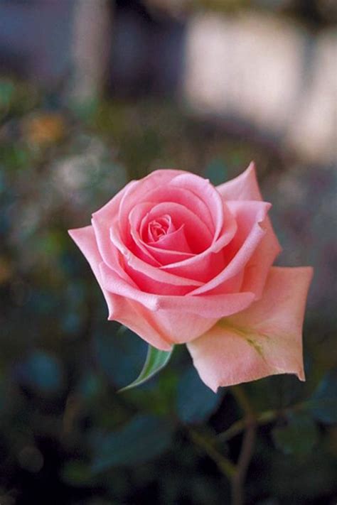 In flower wallpaper hd free app for android you will find flower backgrounds that you can set as mobile wallpaper! Rose Wallpaper Hd Tumblr For Walls for Mobile Phone ...