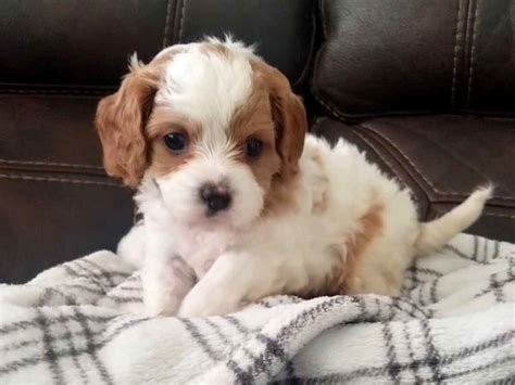 Ask questions and learn about cavapoos at nextdaypets.com. Teacup Cavapoo Puppies for sale -Micro Cavapoos -Mini ...