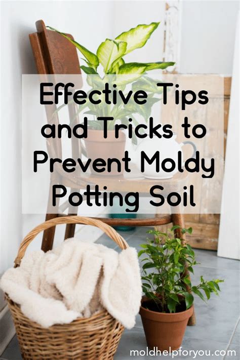 Use a spoon to scrape off the moldy part of the soil of course, mold doesn't only grow in houseplant soil. How To Prevent and Remove Mold In Houseplant Soil | Mold ...