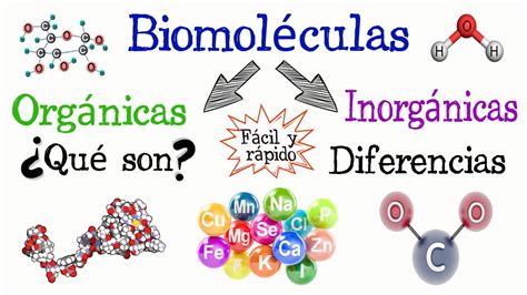 Biomoleculas Mapa Conceptual ¡guía Paso A Paso