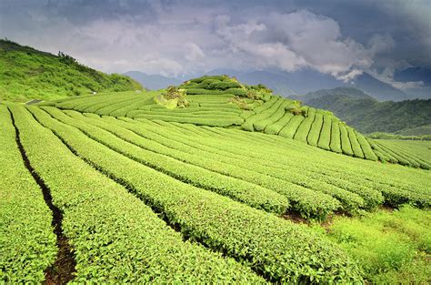 Download 610+ royalty free tea plantation vector images. Tea Plantation Photograph by Joyoyo Chen