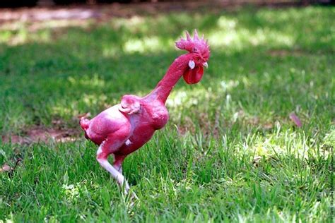 An Israeli Geneticist Avigdor Cahaner Created The World S First Featherless Chicken At The