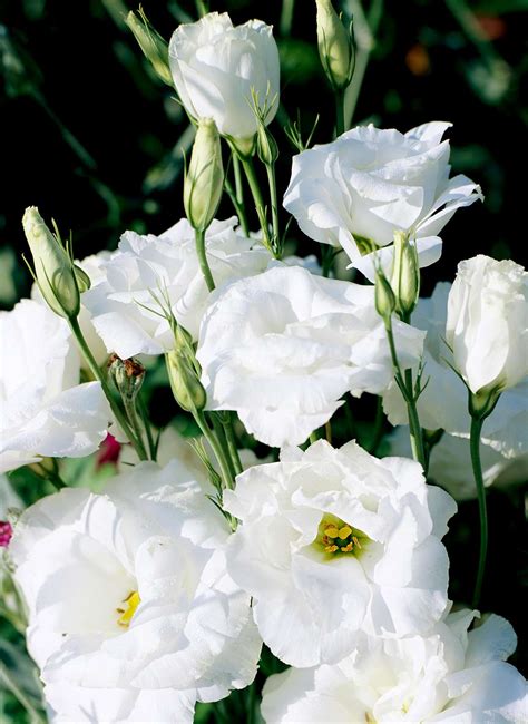 Lisianthus Better Homes And Gardens