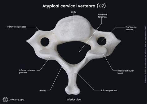 Cervical Vertebrae Diagram