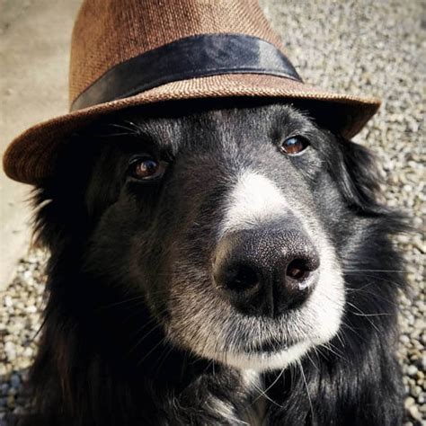 27 Funny Dogs Wearing Hats Caps And Visors √ Photos And Videos Homemade Diy Party Hats For Dogs