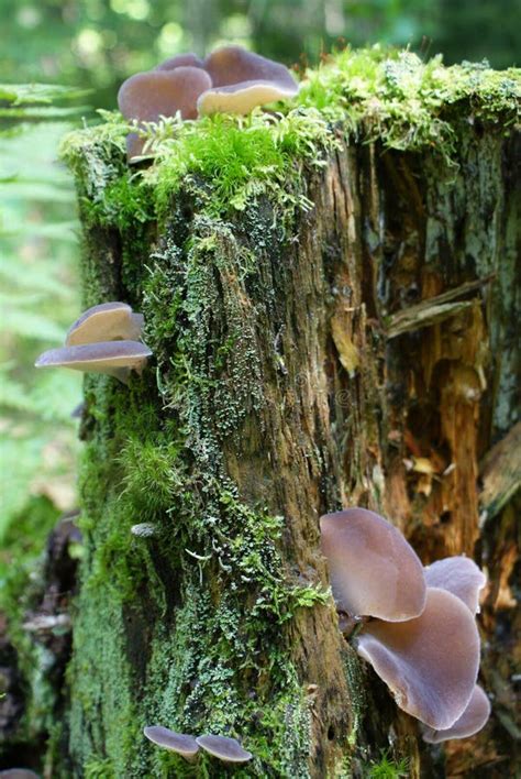 Mushrooms Growing On A Tree Stump Stock Image Image Of Backgrounds