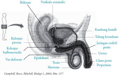 Testis Pada Pria Fungsi Struktur Pengertian Bagian Anatomi