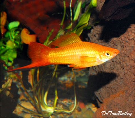 Premium Marigold Swordtail