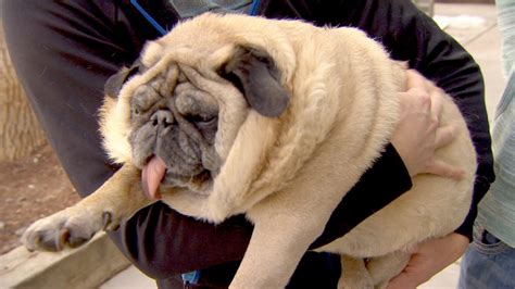 Pudgy The Pug Has Trouble Breathing Youtube