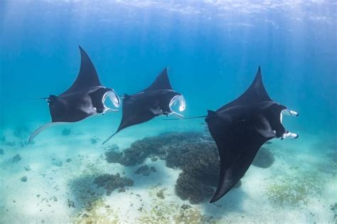 The Magic Number 3 Manta Rays Form A Mating Chain On The Ningaloo Reef