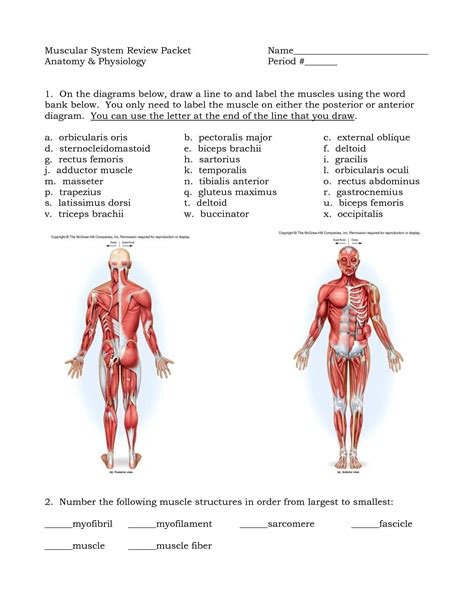 There are over 630 muscles in the human body; 25 Diagram Of the Muscular System | Markcritz Template Design in 2020 | Human muscular system ...