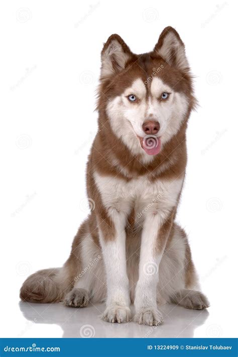 Portrait Of Siberian Husky Stock Image Image Of Puppy 13224909