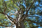 Oltre l'arrampicarsi su un albero: il Gloucester Tree, l'estrema pazzia ...
