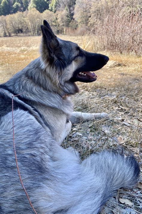 Shiloh Shepherd Dogs Silver Animals Grey Hair Animales Animaux