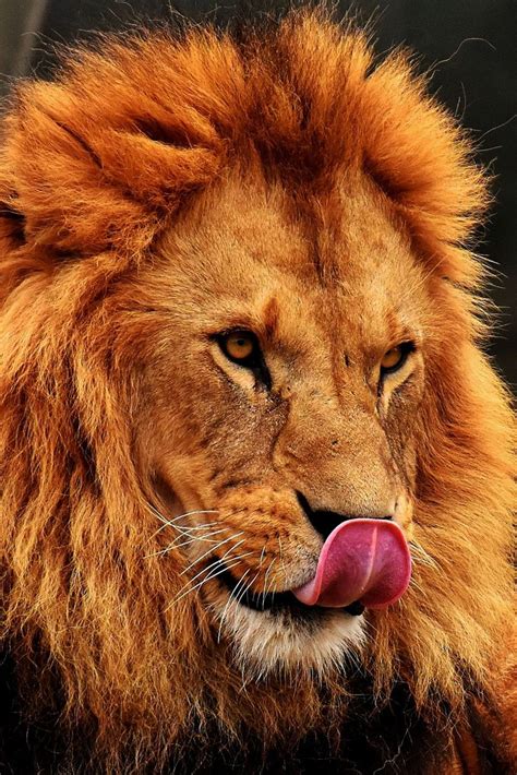 An Amazing Focused Lion Lion Cuteanimals Theworldisgreat Animals