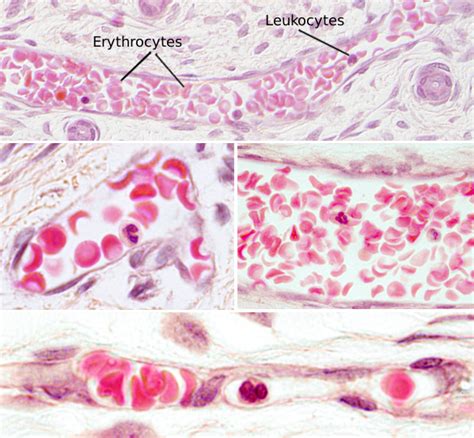 Top 172 Vascular Tissue In Animals