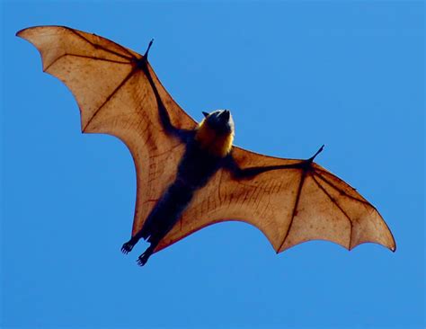 It is one of the planet's largest bat species, with a wingspan up to 5 feet 6 inches long and a weight of up to 2.6 pounds. 40 Giant Golden-Crowned Flying Fox Facts About The World's ...