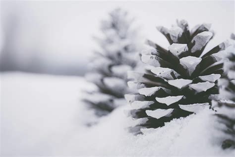 Close Up Photo Of Snow Covered Pine Cones · Free Stock Photo
