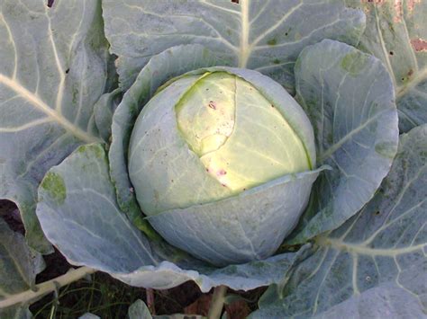 Brassica Oleracea Capitata Group Cabbage Red Cabbage Savoy Cabbage