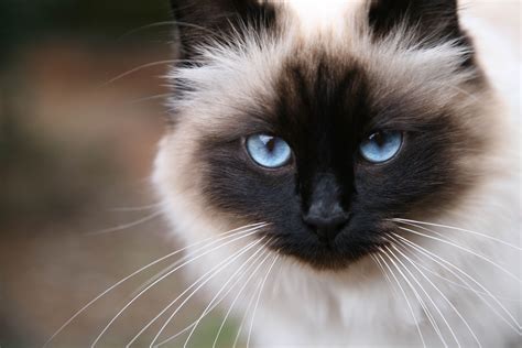 The Difference Between A Burmese Cat And A Siamese Cat Cute Cat