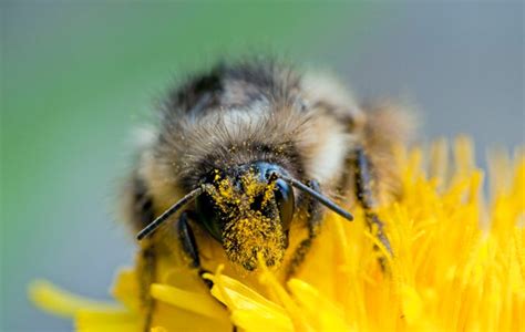 New Law Would Help Bees But Could Leave Other Pollinators Out In The