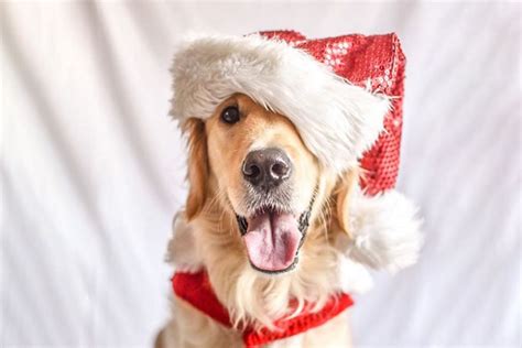 Dog Wearing Santa Hat Dressed Up For Christmas Furtropolis