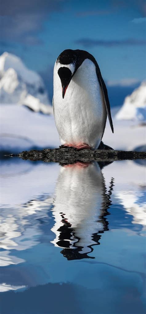 720p Free Download Penguin Reflection Animals Antartica Birds