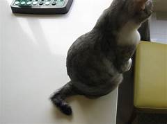 Kenapa Ekor Kucing Bengkok