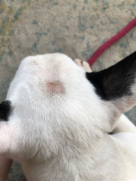 Bald Spots And Lumps Pls Help — Strictly Bull Terriers