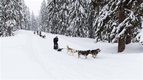 Husky Dog Sledging Meribel Chalet And Apartment Rentals