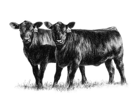 left click on pictures to enlarge and or right click to safe toyour pc cow drawing cattle