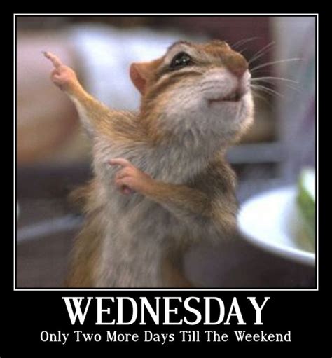 Wednesday Funny Animals Cool Pictures Animals