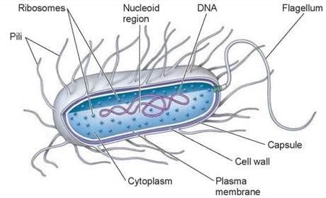 Prokaryotic cells are also called prokaryotes. Figure 4.4. Organization of a prokaryotic cell.
